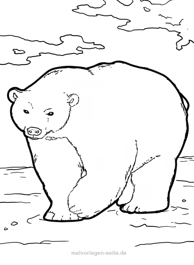 ausmalbilder bären