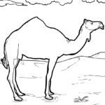 Malvorlage Kamel