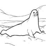 Malvorlage Seelöwe