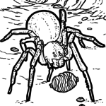 Malvorlage Spinne / Tarantel Malvorlage Spinne / Tarantel