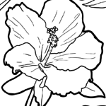 Malvorlage Hibiscus