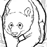 Malvorlage Panda