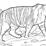 Malvorlage Tiger