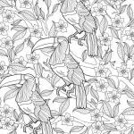 Malvorlage Tukan für Erwachsene