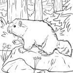Malvorlage Murmeltier
