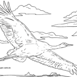 Malvorlage Kranich fliegend