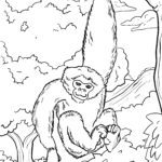 Ausmalbild Gibbon / Affen Malvorlage zum Ausmalen