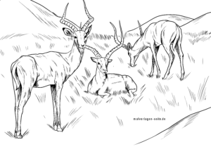 Malvorlage Impalas