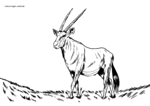 Malvorlage Oryx Antilope