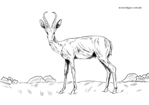 Malvorlage Springbock