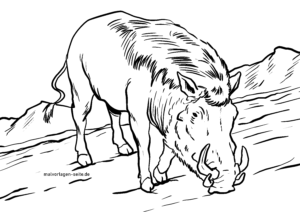 Malvorlage Warzenschwein