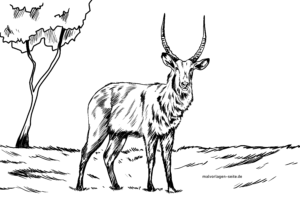 Malvorlage Wasserbock