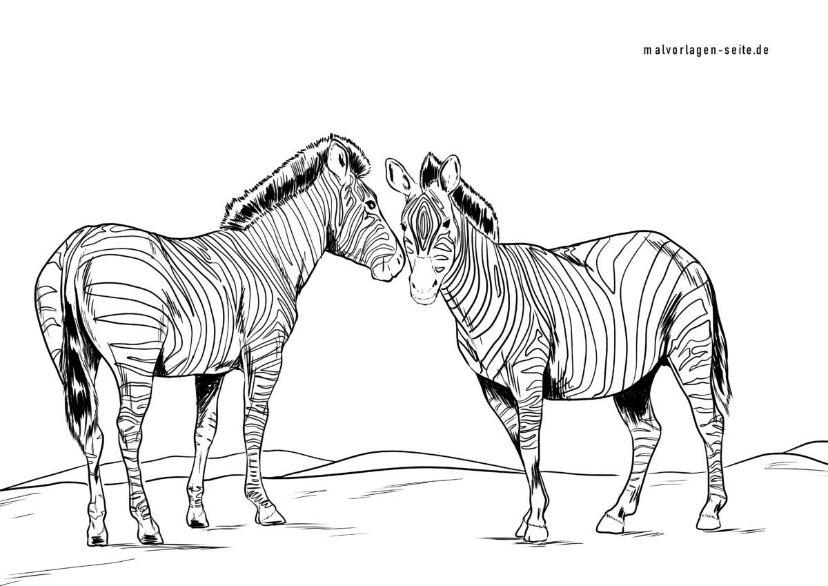 Malvorlage Zebras