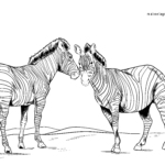 Malvorlage Zebras