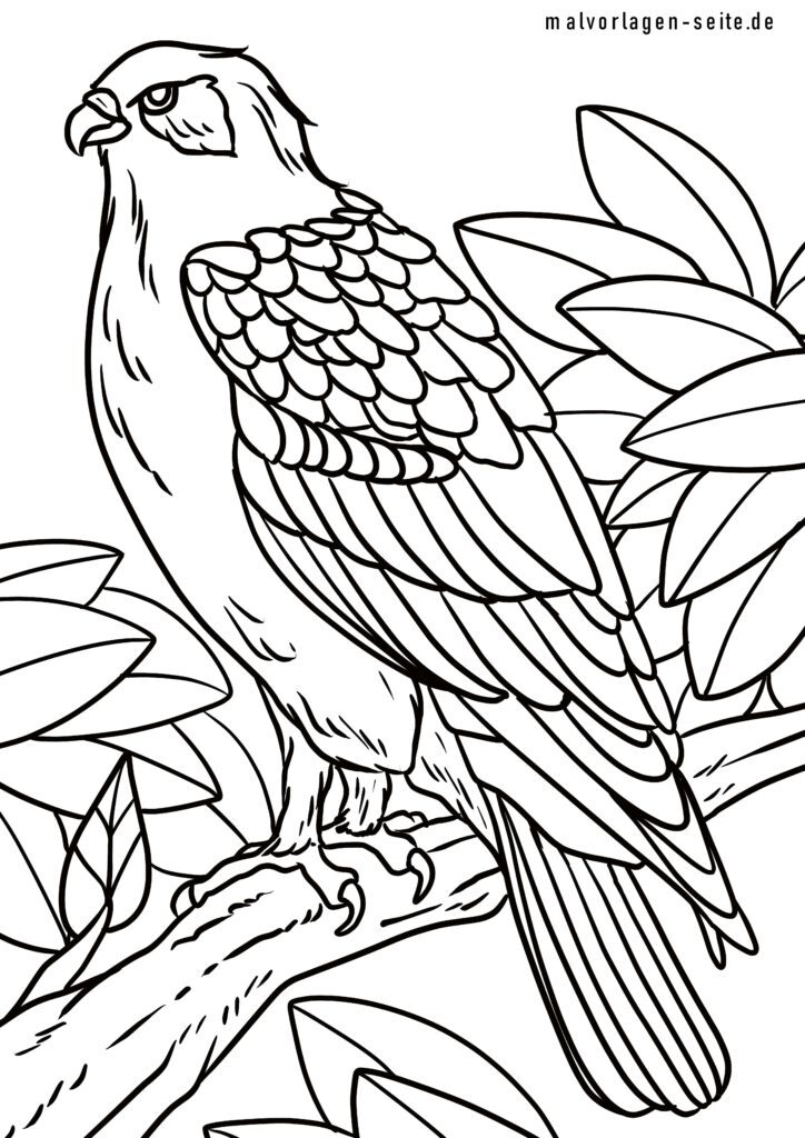 Ausmalbilder Greifvögel kostenlos herunterladen und ausmalen Ausmalbilder Greifvögel kostenlos herunterladen und ausmalen