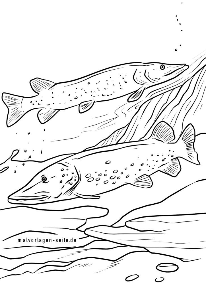 Malvorlage Hecht Fische Jetzt Kostenlos Herunterladen Malvorlage Hecht Fische Jetzt Kostenlos Herunterladen