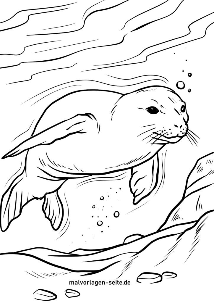 ausmalbilder robben