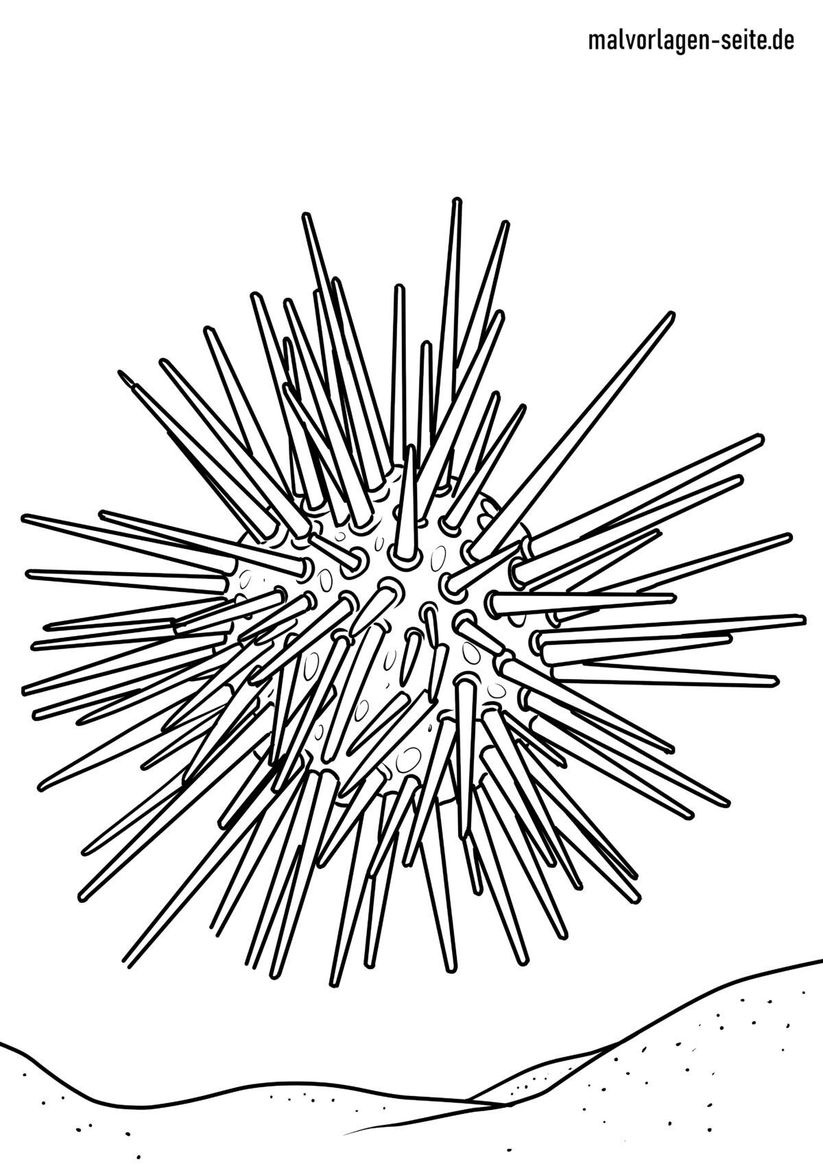 Malvorlage Seeigel