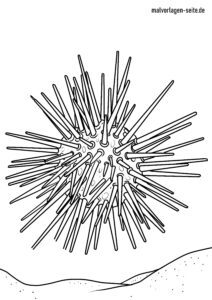 Malvorlage Seeigel