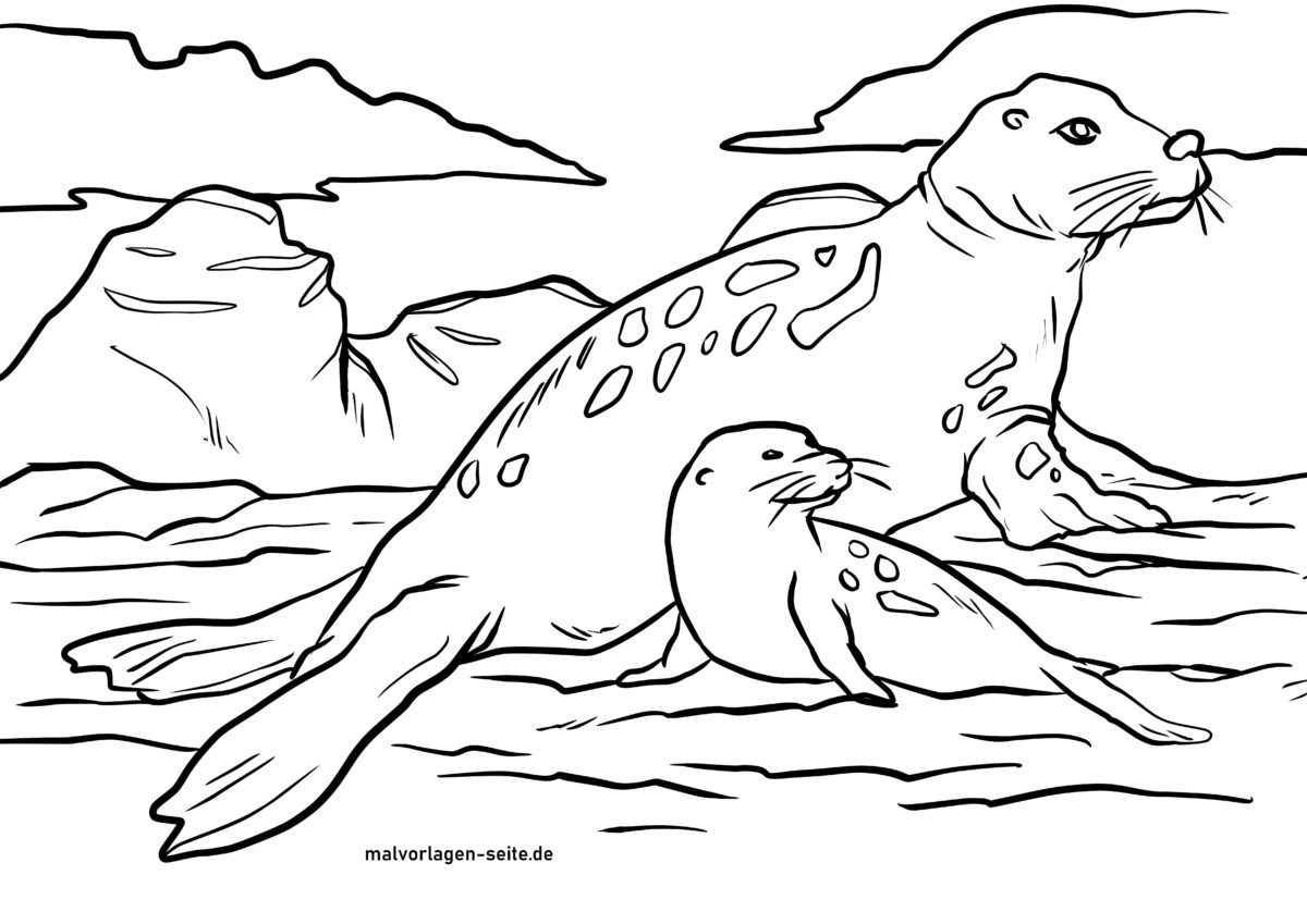 Malvorlage Seelöwe