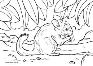 Malvorlage Chinchilla