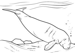 Malvorlage Dugong