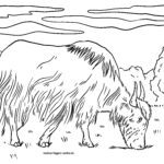 Malvorlage Yak - Rinder