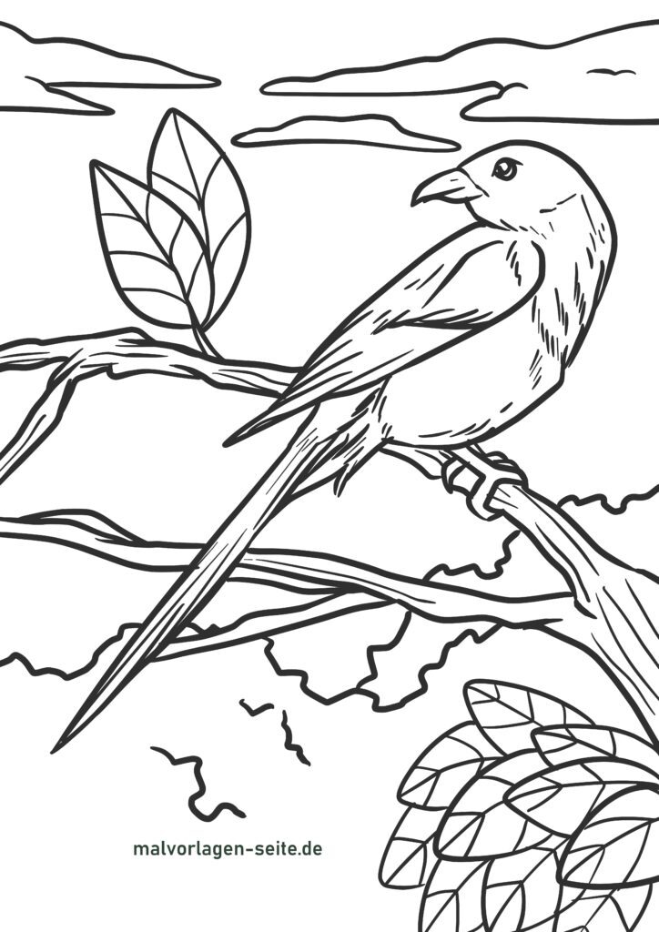 Kostenlose Malvorlagen Vögel zum Herunterladen, Ausdrucken und malen