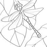 Malvorlage Libelle