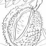 Malvorlage Durian Stinkfrucht