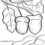 Malvorlage Eicheln