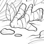 Malvorlage Ingwer Gemüse Malvorlage Ingwer