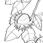 Malvorlage Kastanien