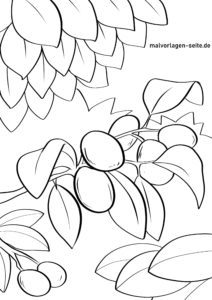 Malvorlage Kumquat