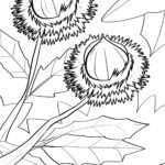 Malvorlage Esskastanien - Maronen