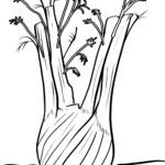 Malvorlage Fenchel