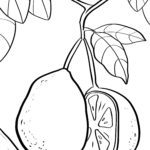 Malvorlage Guave