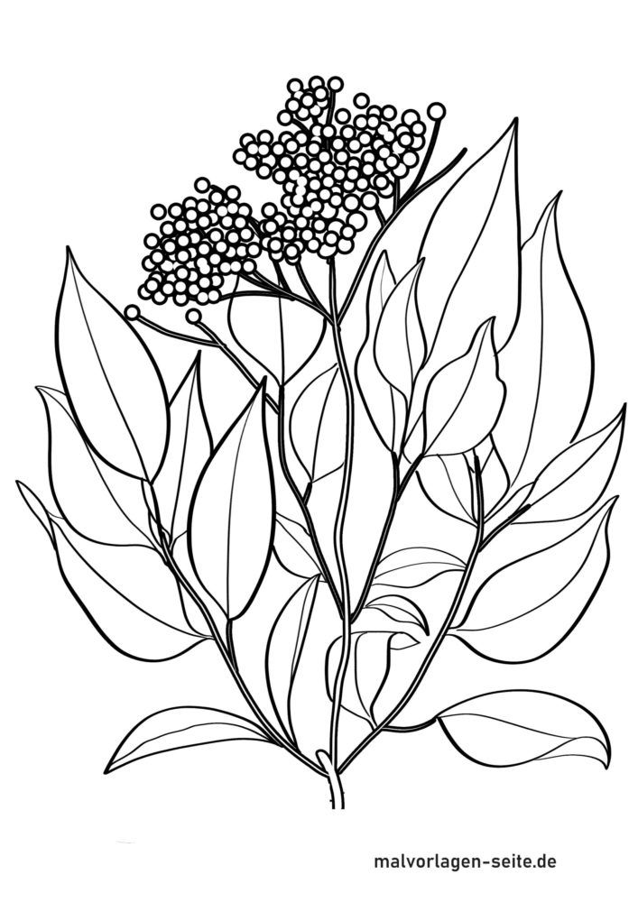 Malvorlage Holunder 