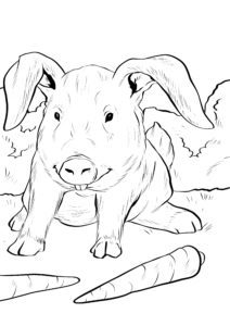 Gemischte Tiere - Hase und Schwein