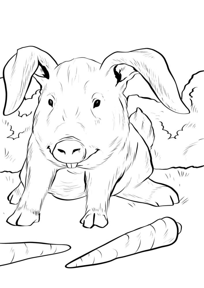 Gemischte Tiere - Hase und Schwein