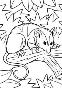Malvorlage Opossum