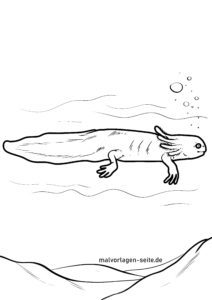 Malvorlage Axolotl