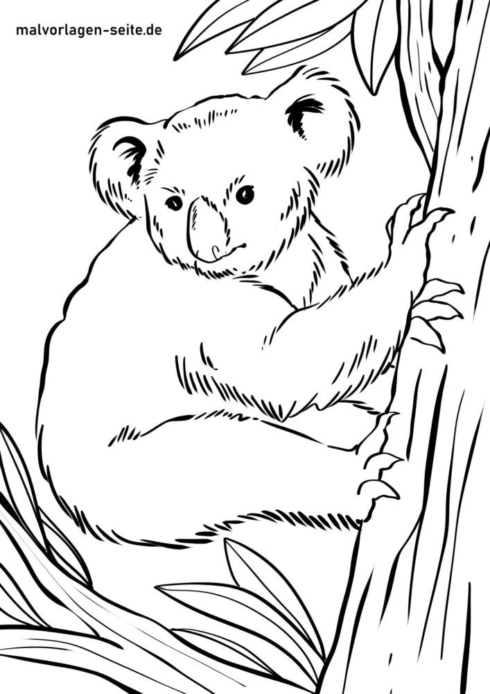 Malvorlage Koalabär
