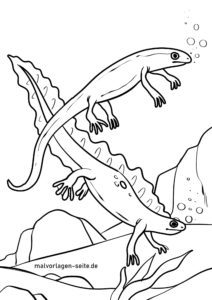 Malvorlage Molche