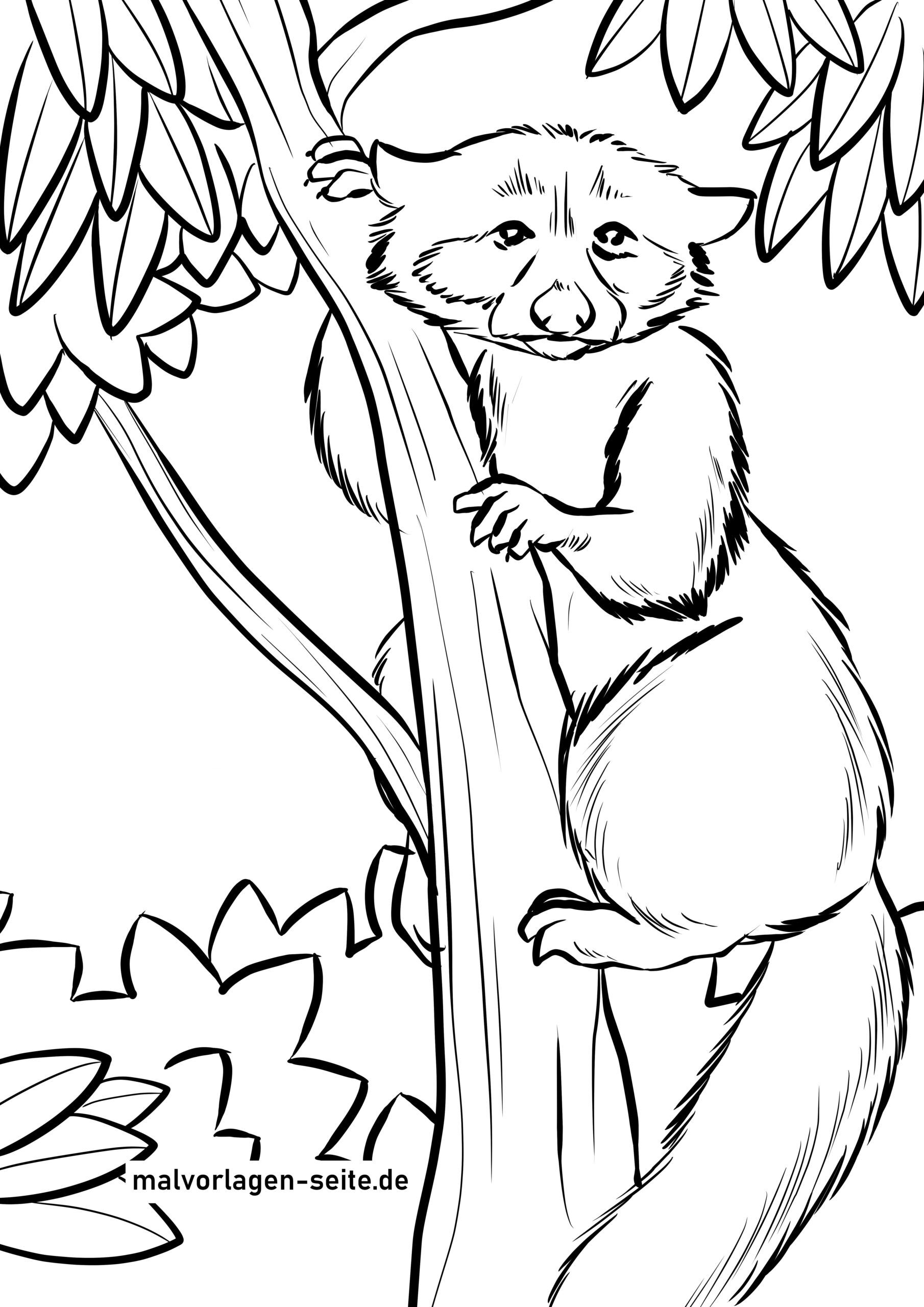 Malvorlage Waschbär