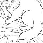 Malvorlage Waschbär