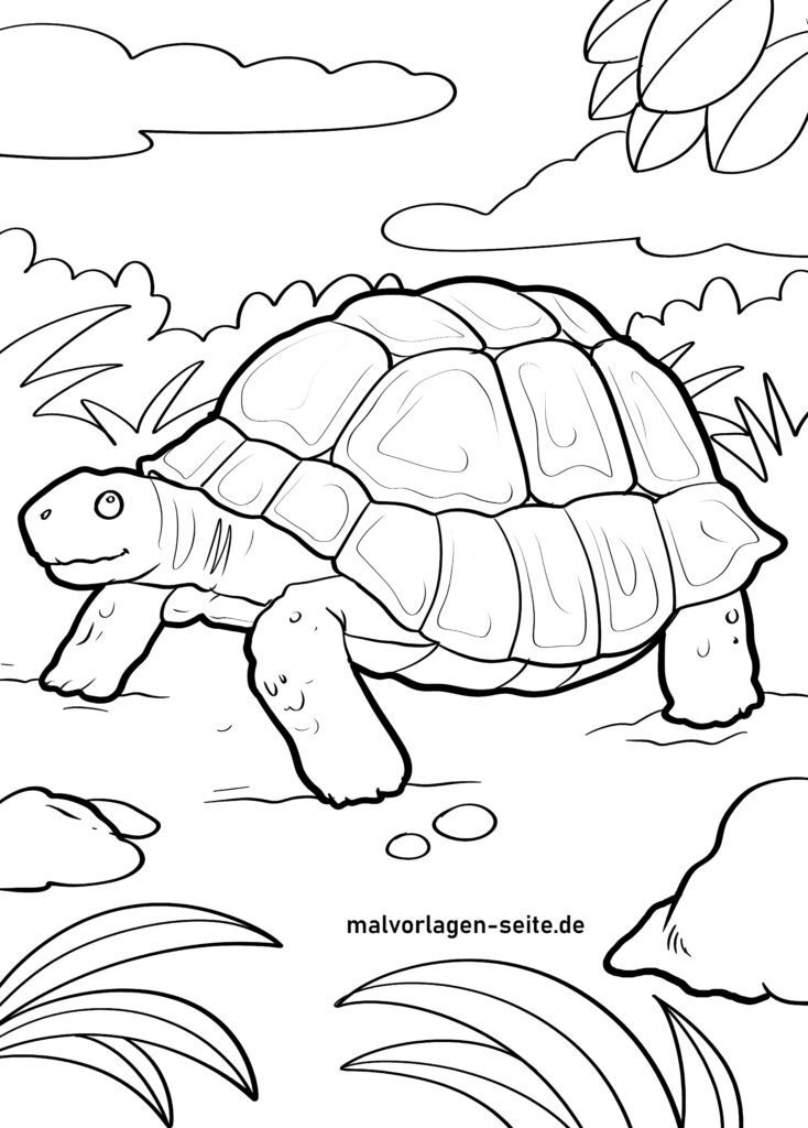  Malvorlage Schildkröte 
