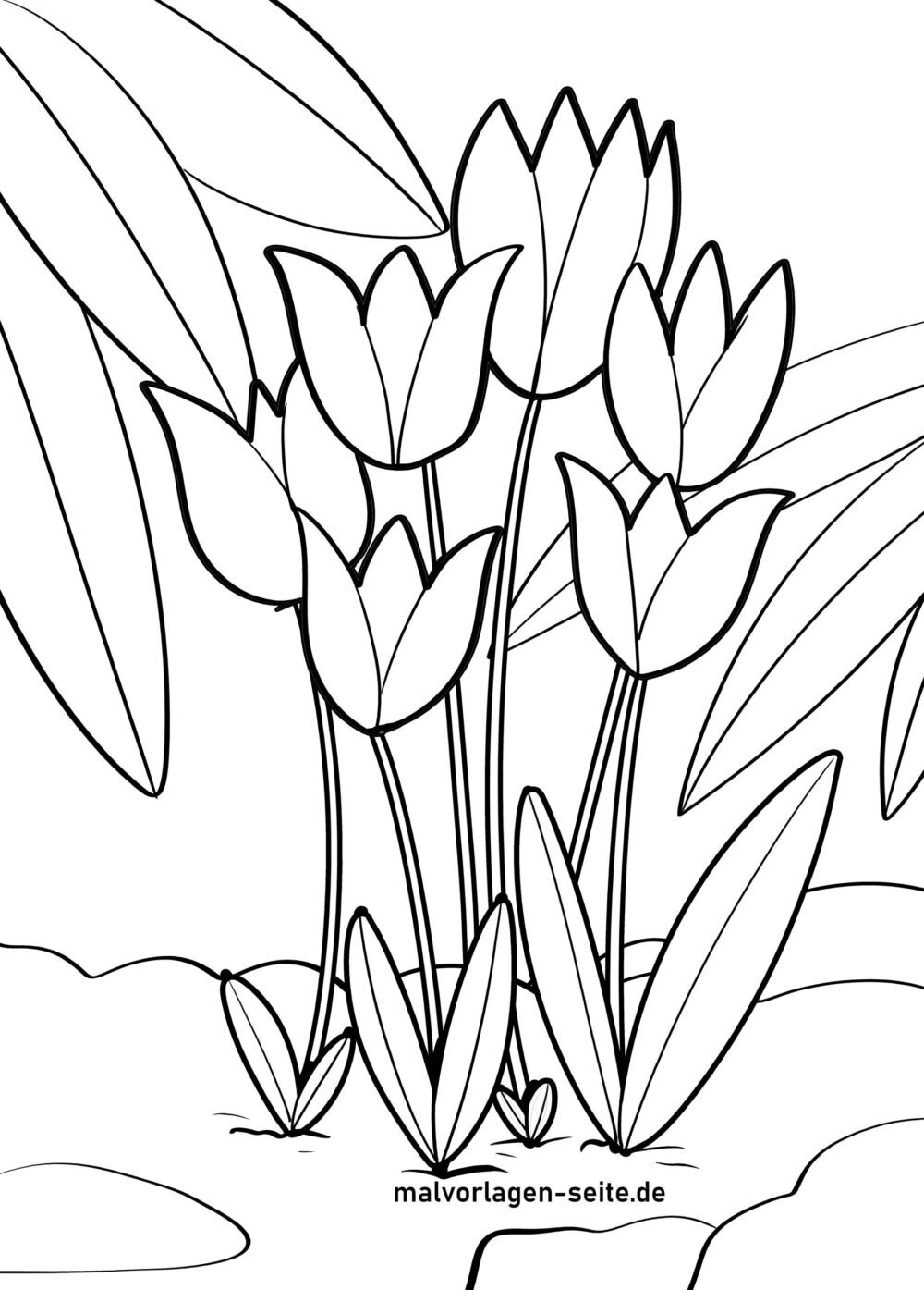 Malvorlage Tulpen