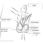 Geschlechtsorgan Mann Vorderansicht mit Beschriftung
