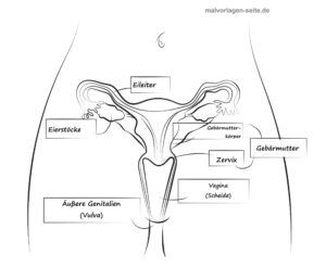 Vorlage Sexualkunde Unterricht - Geschlechtsorgan Frau Vorderansicht mit Text